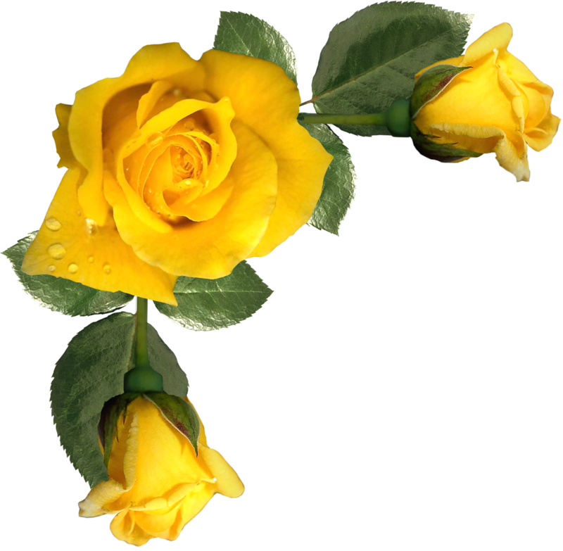 Vibrant Yellow Rose Duo.png