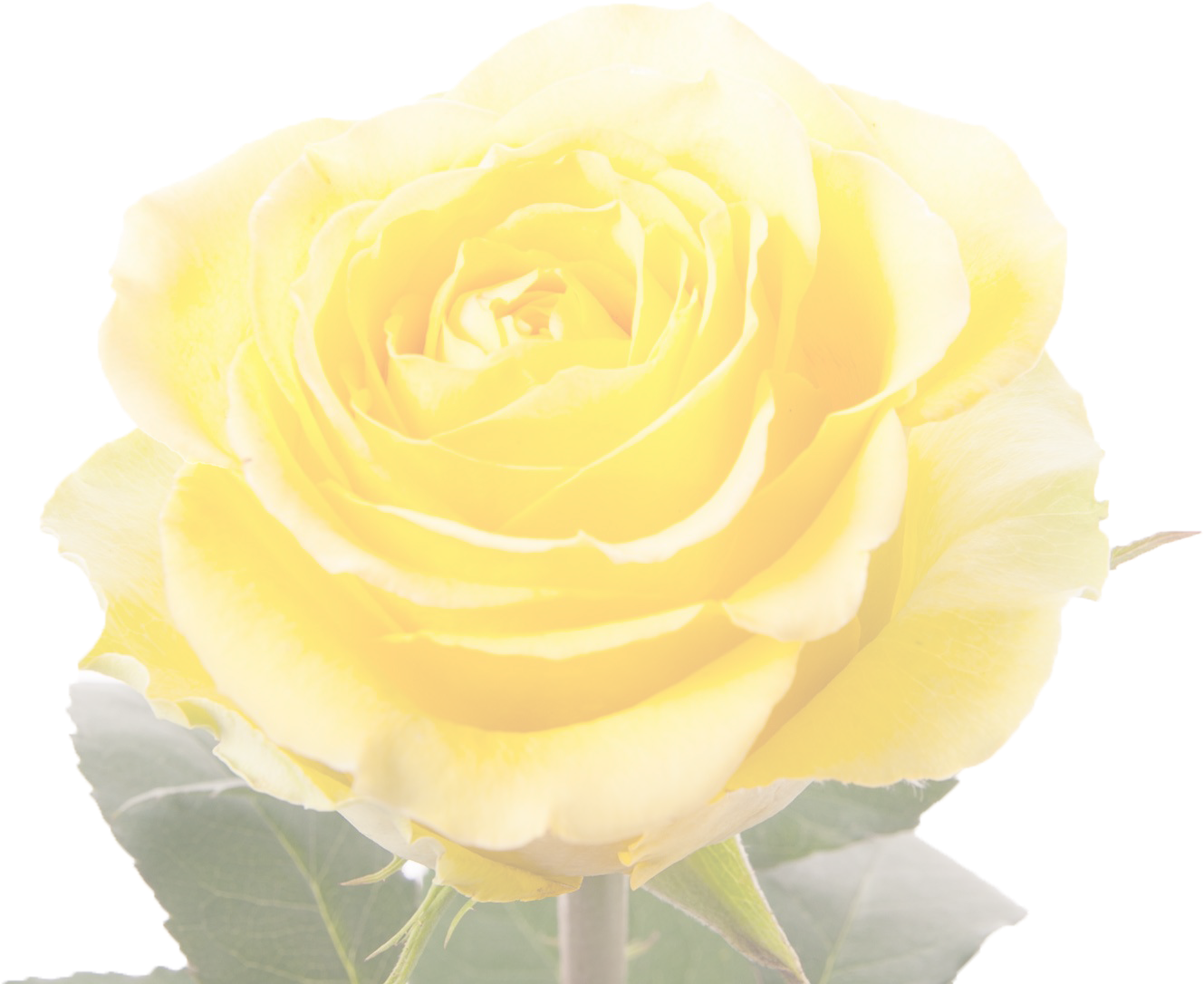 Vibrant Yellow Rose Isolated