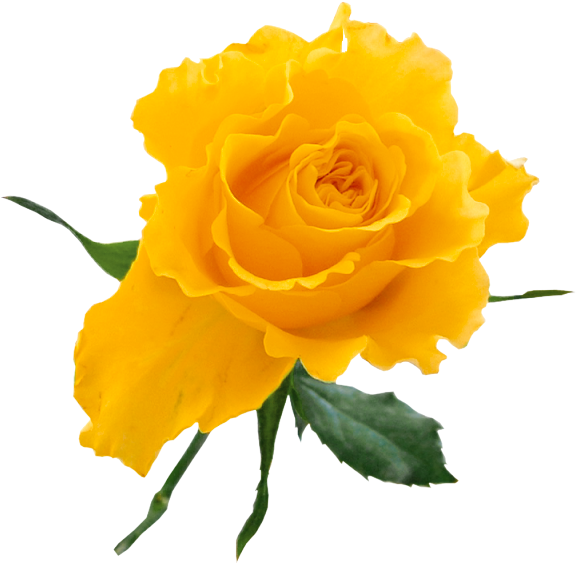 Vibrant Yellow Rose Isolated