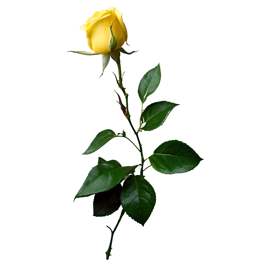 Vibrant Yellow Rose Png 06252024