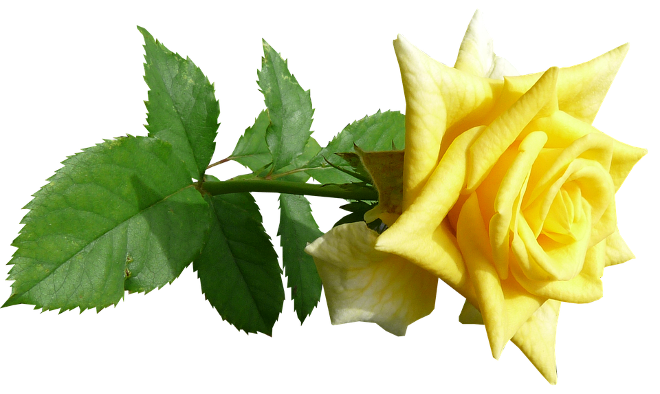 Vibrant Yellow Rose Transparent Background.png