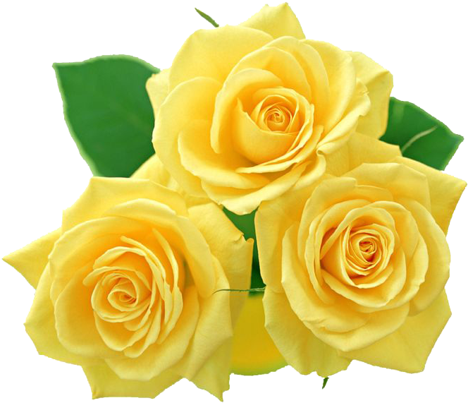 Vibrant Yellow Roses Bouquet