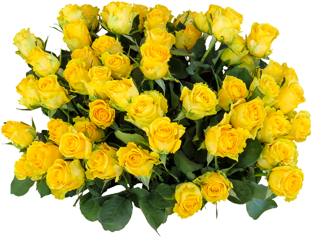 Vibrant Yellow Roses Bouquet