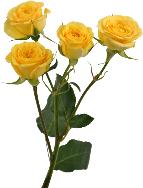 Vibrant Yellow Roses Transparent Background