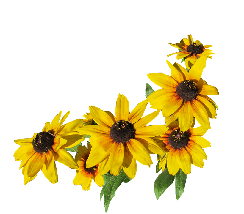 Vibrant Yellow Rudbeckia Flowers