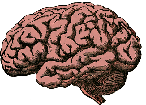 Vintage Brain Illustration