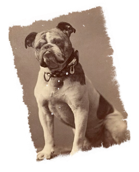 Vintage Bulldog Portrait