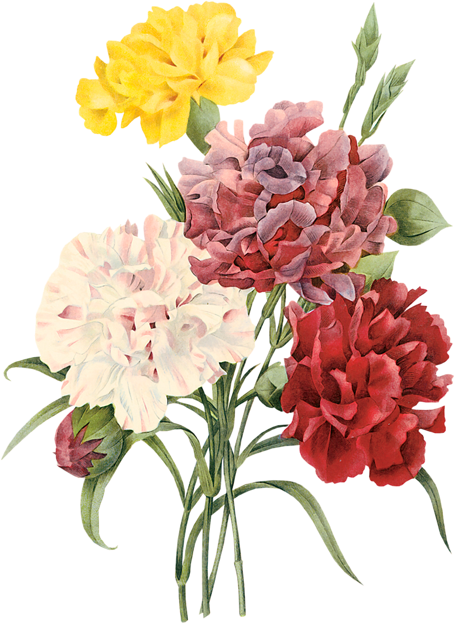 Vintage Carnation Floral Illustration