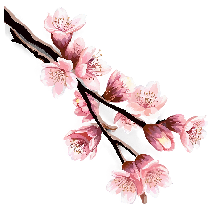 Vintage Cherry Blossom Illustration Png 79