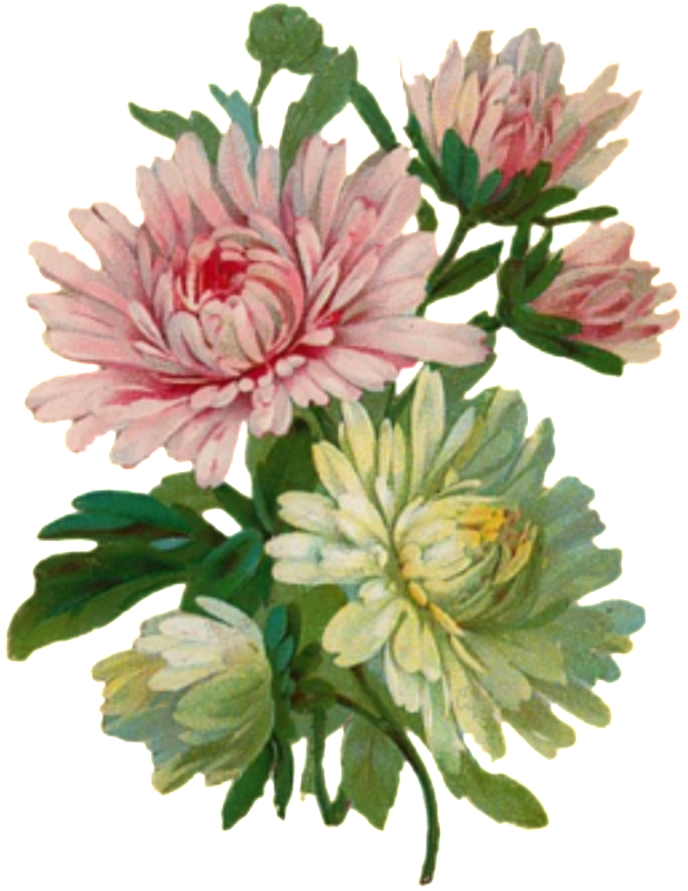 Vintage Chrysanthemum Illustration