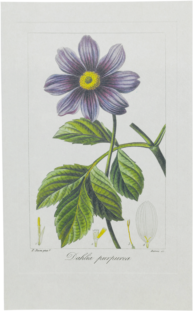 Vintage Dahlia Purpurea Illustration