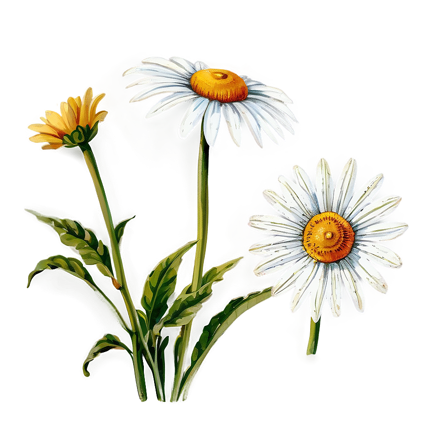 Vintage Daisies Illustration Png 06122024