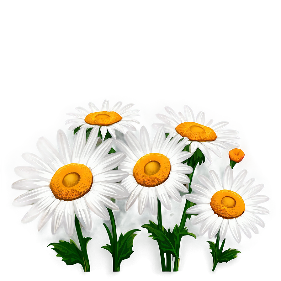 Vintage Daisies Illustration Png 34