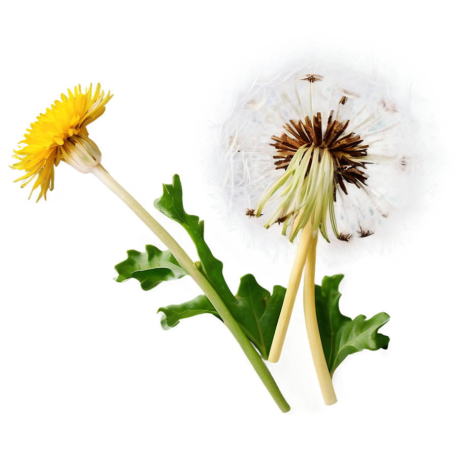 Vintage Dandelion Png 38