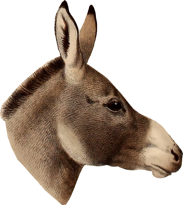 Vintage Donkey Portrait