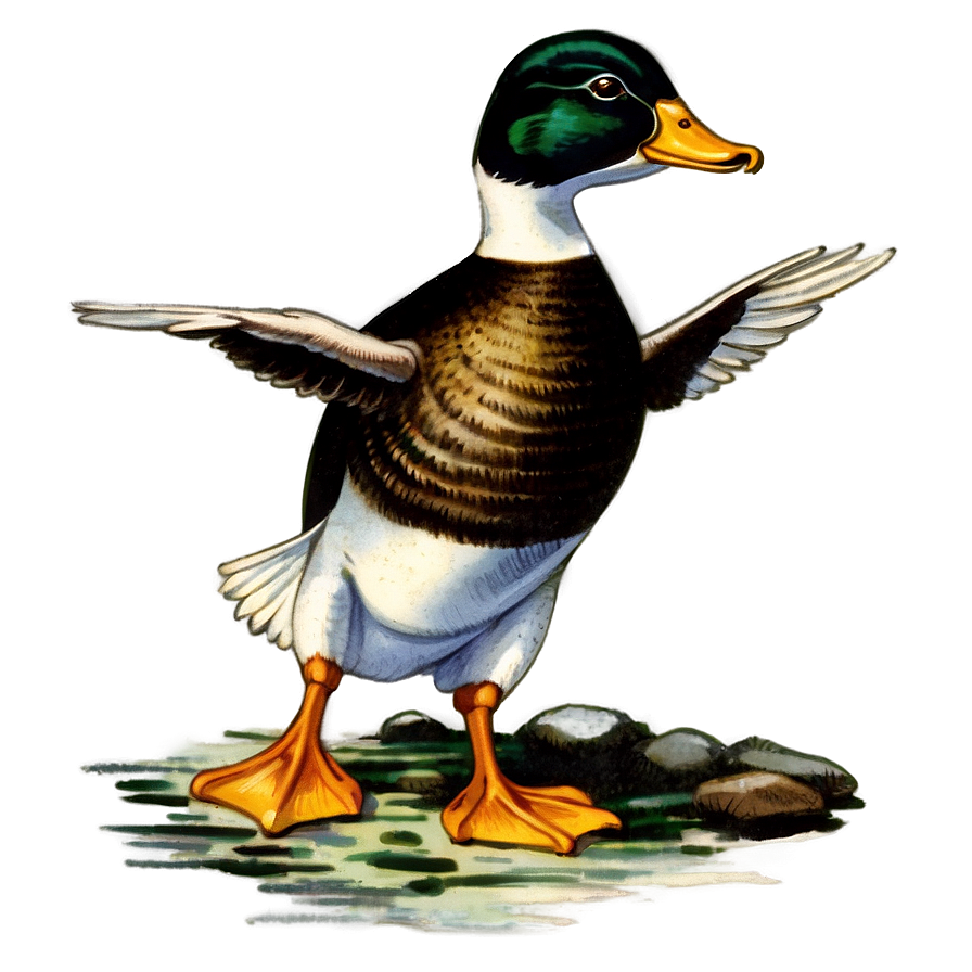 Vintage Duck Illustrations Png Xqj42