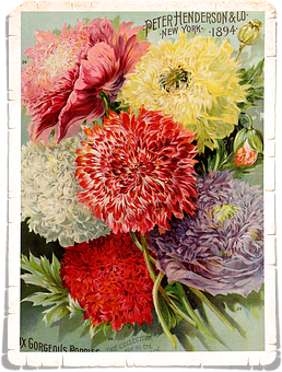 Vintage_ Floral_ Art_1894_ Henderson