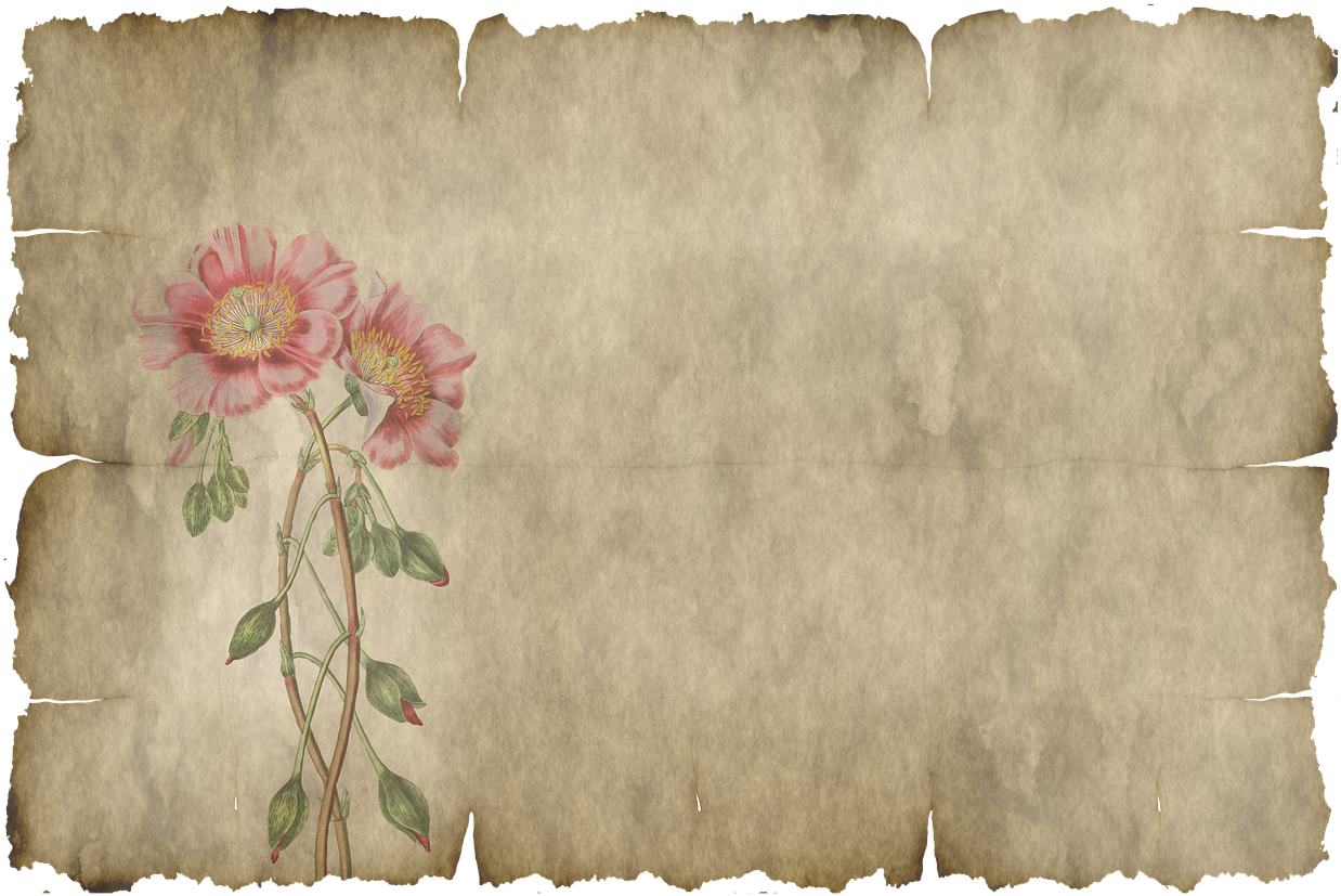 Vintage Floral Illustration Old Paper Texture