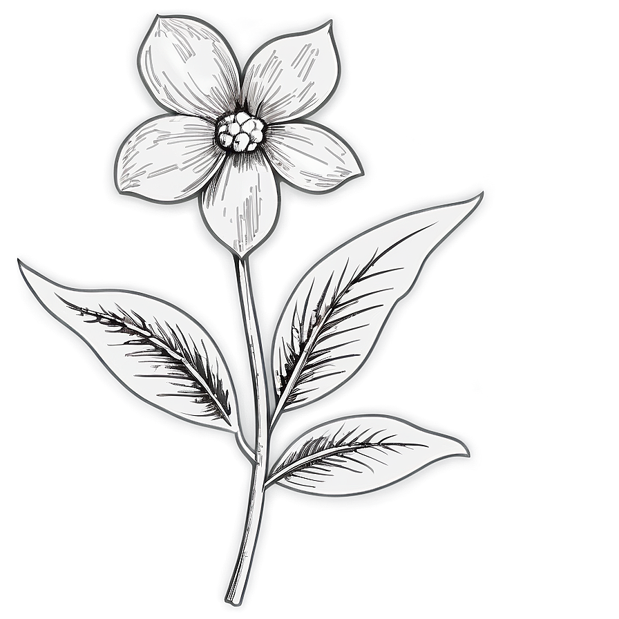 Vintage Flower Sketch Png 06272024