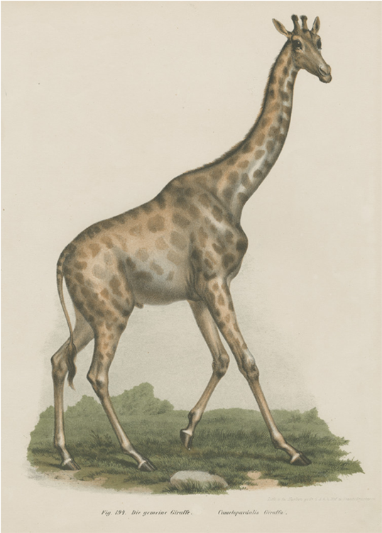 Vintage Giraffe Illustration