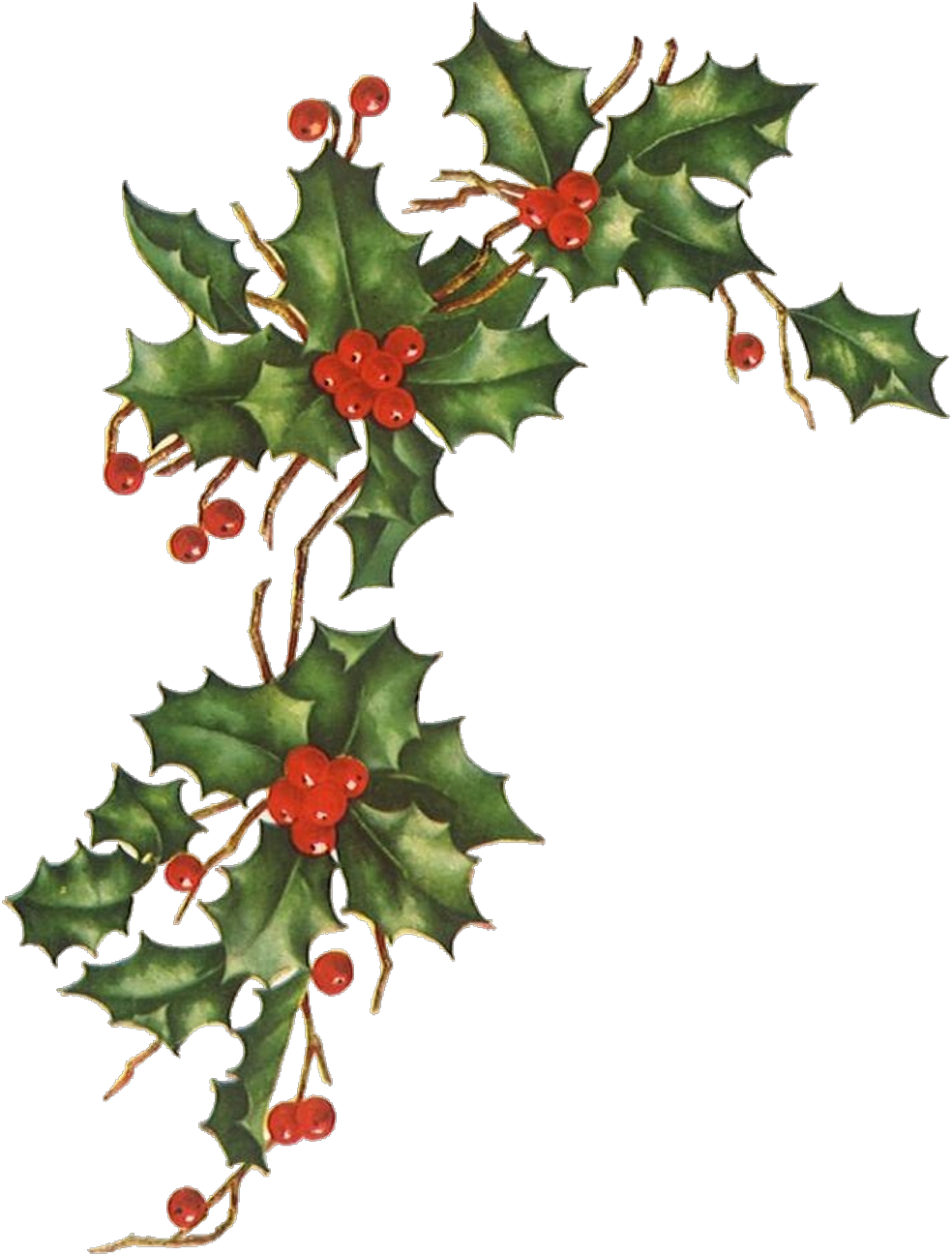 Vintage Holly Berries Illustration