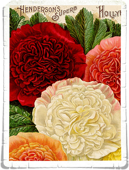 Vintage_ Hollyhock_ Seed_ Packet_ Illustration