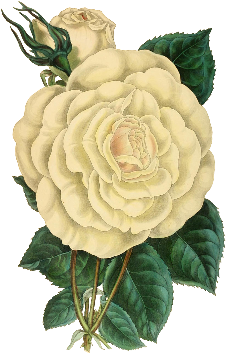 Vintage Illustrated White Rose