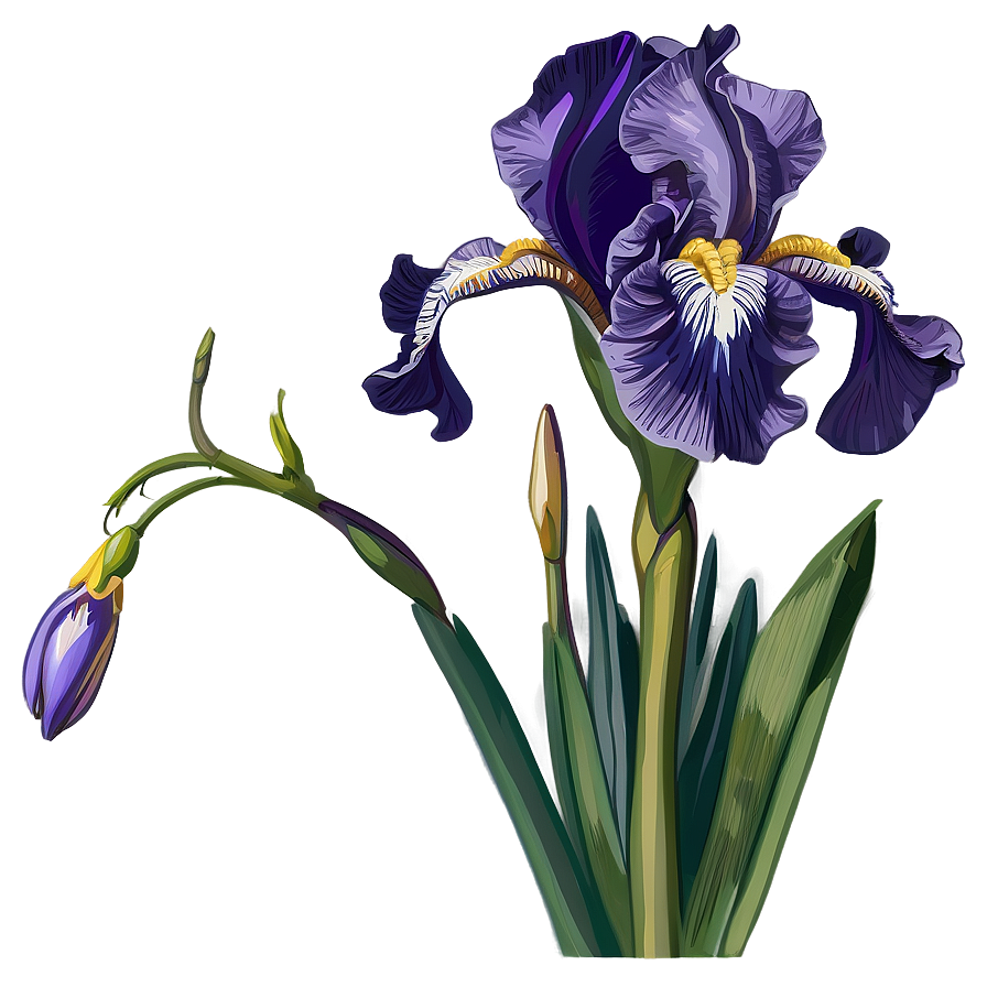 Vintage Iris Drawing Png 44