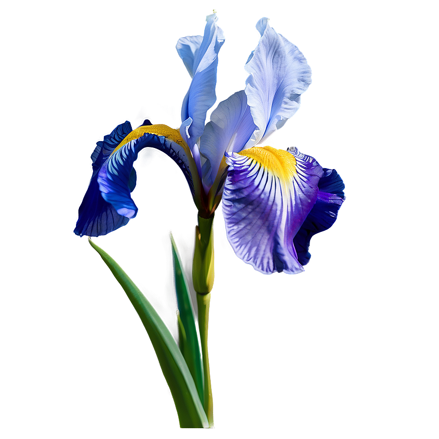 Vintage Iris Drawing Png Eay98