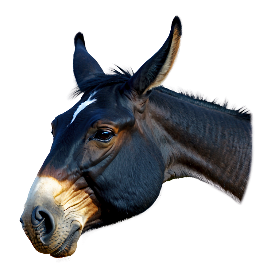 Vintage Mule Graphic Png 16