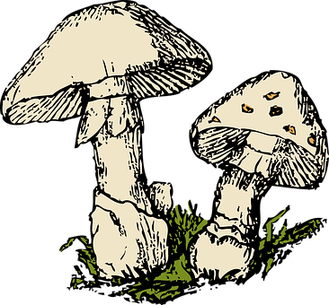 Vintage_ Mushroom_ Illustration