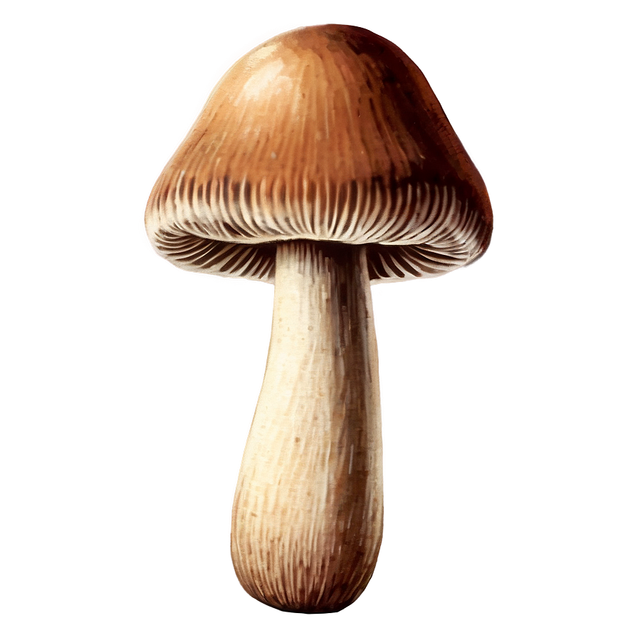 Vintage Mushroom Png 05032024