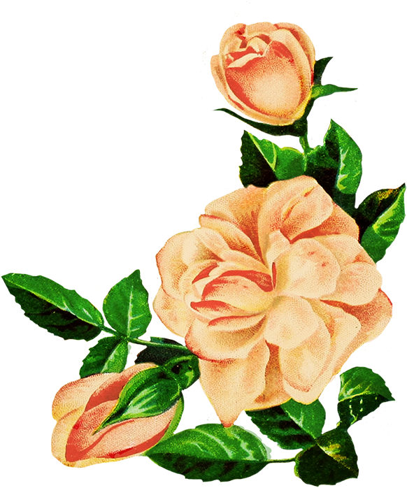 Vintage Peach Roses Illustration