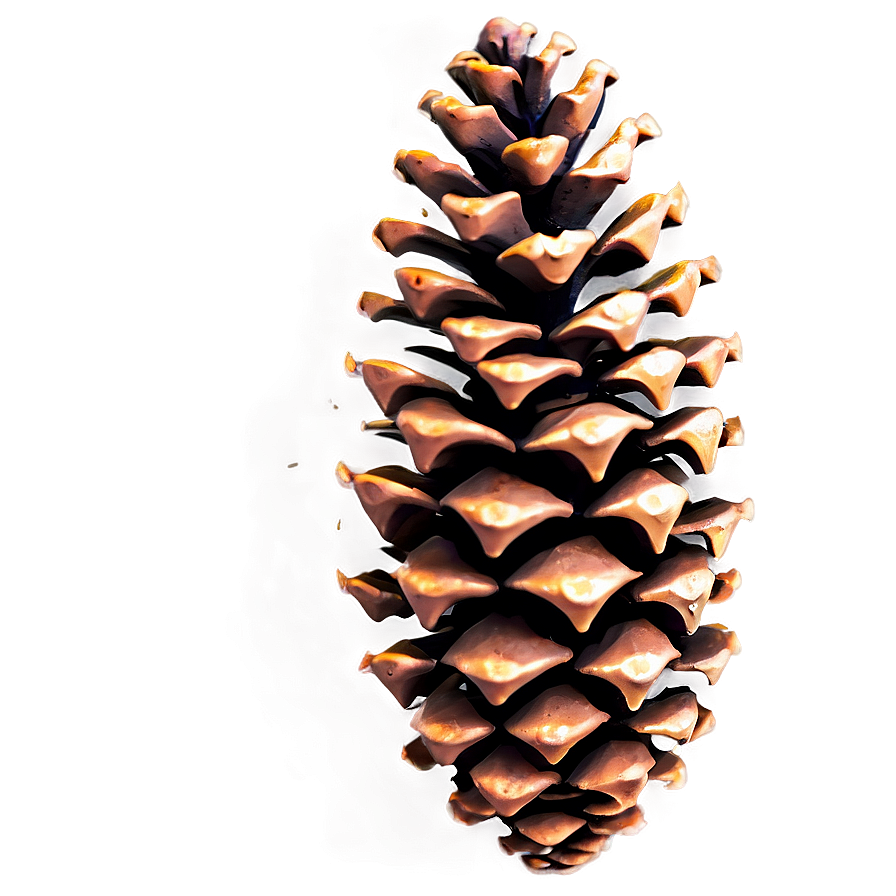 Vintage Pine Cone Png 19