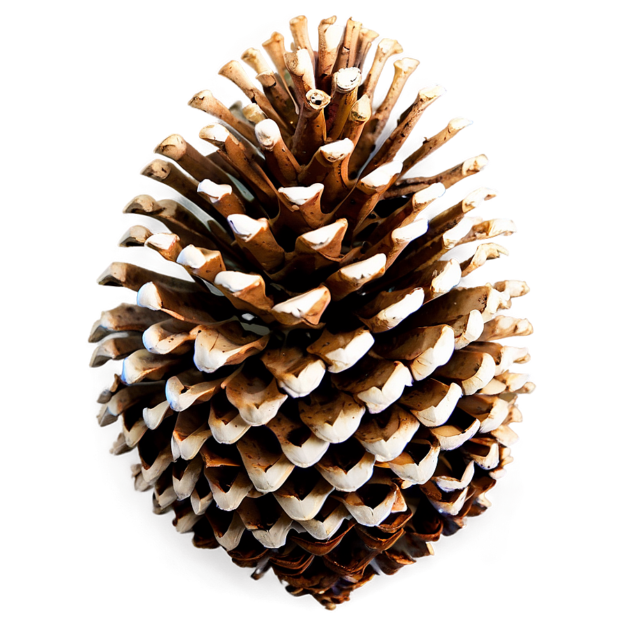 Vintage Pine Cone Png 53