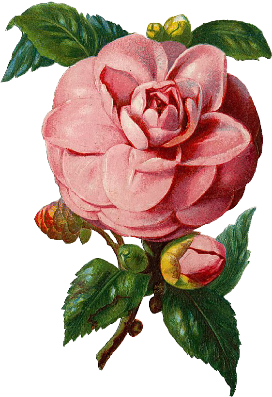 Vintage Pink Camellia Vector Illustration