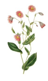 Vintage Pink Flower Illustration