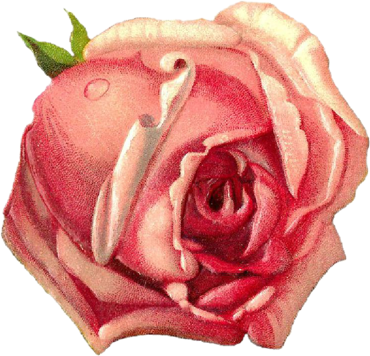 Vintage Pink Rose Drawing