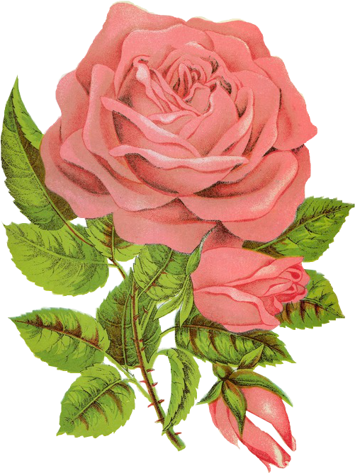 Vintage Pink Rose Illustration