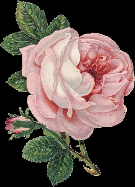 Vintage Pink Rose Illustration