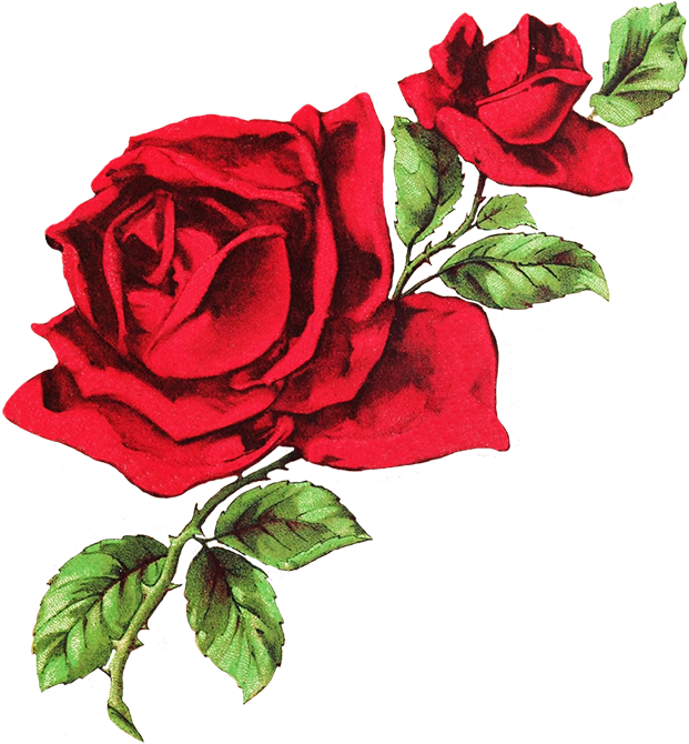 Vintage Red Rose Illustration