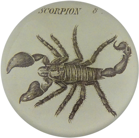 Vintage Scorpion Illustration