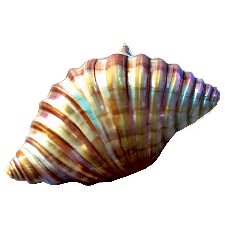 Vintage Seashell Clipart Png 06262024