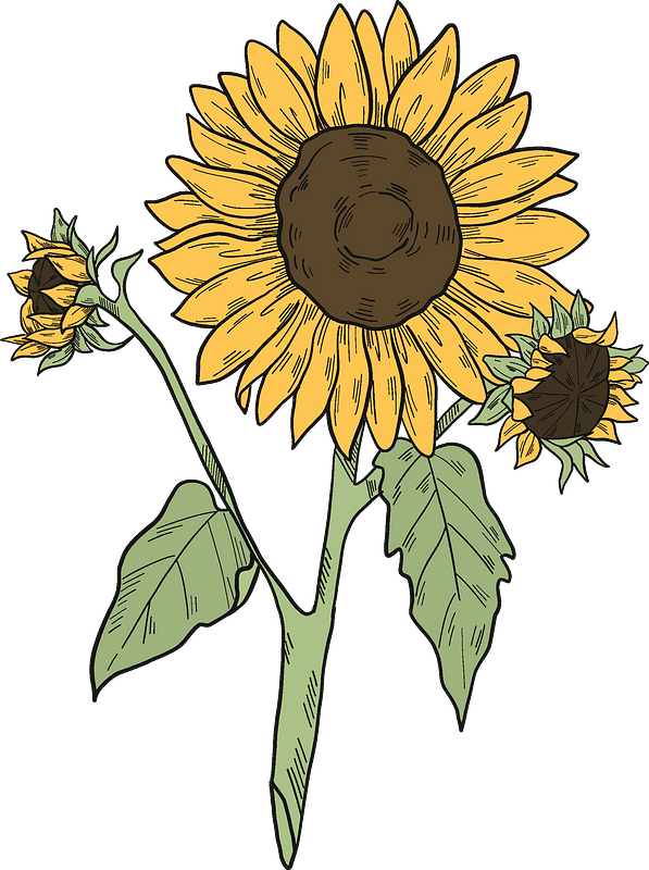 Vintage Sunflower Clipart Illustration