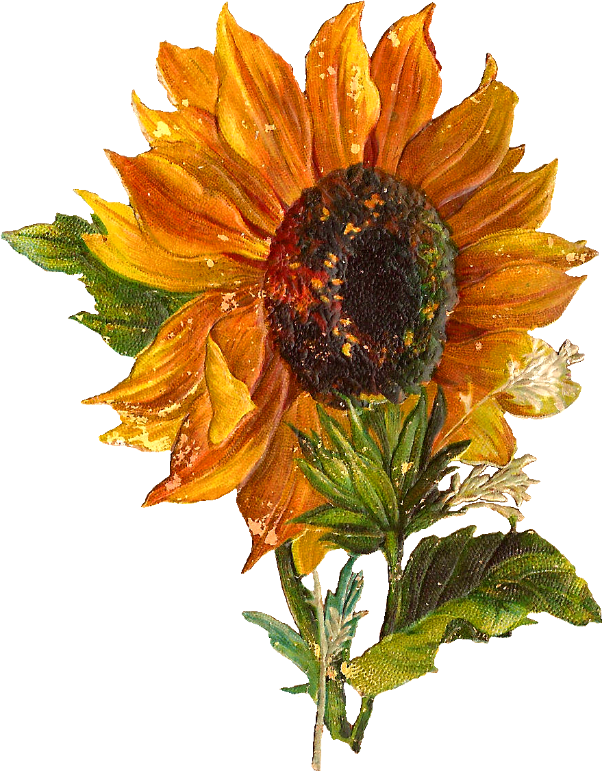 Vintage Sunflower Illustration