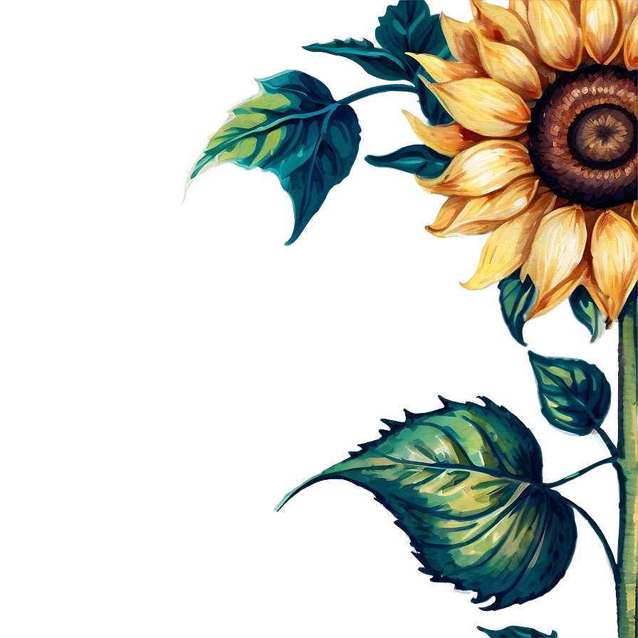 Vintage Sunflower Watercolor Illustration Png 06272024