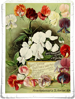 Vintage_ Sweet_ Peas_ Advertisement_1898