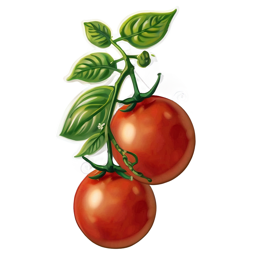 Vintage Tomato Illustration Png Xle