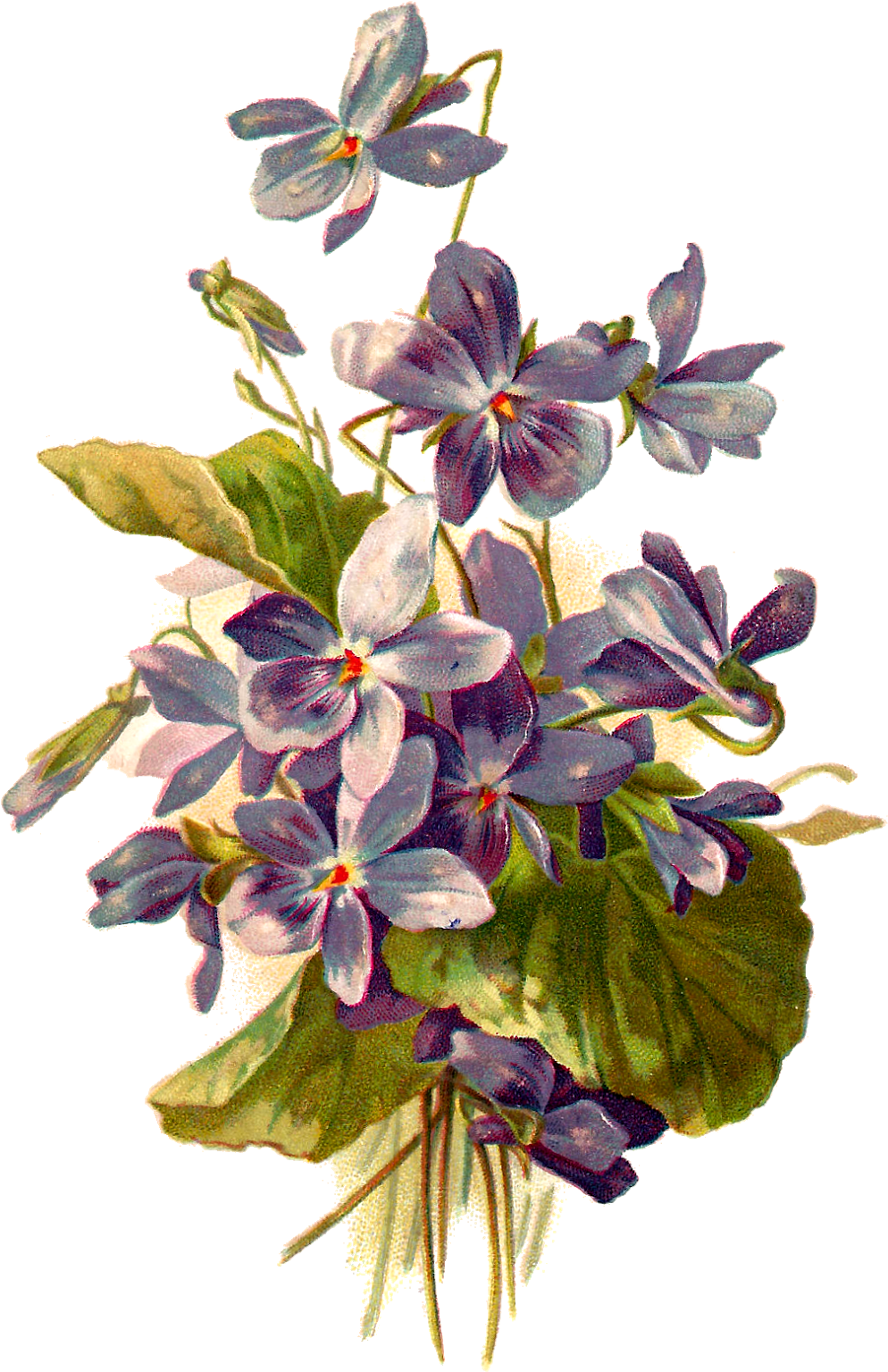 Vintage Violet Floral Illustration