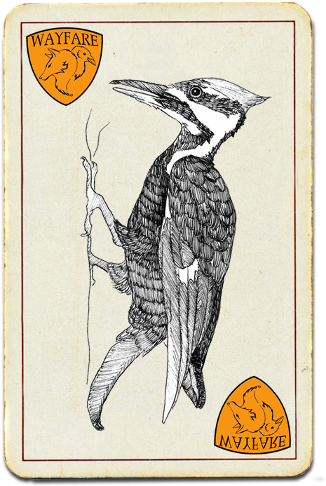 Vintage Woodpecker Illustration Card